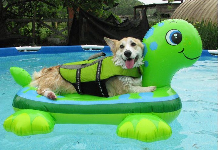 Also an option for keeping pets cool...