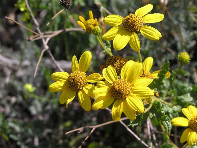 The San Diego Sunflower: a native that blooms in sage scrub of these canyons.