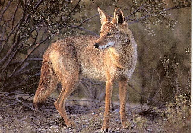 The San Pedro Martir coyote, local to Southern California