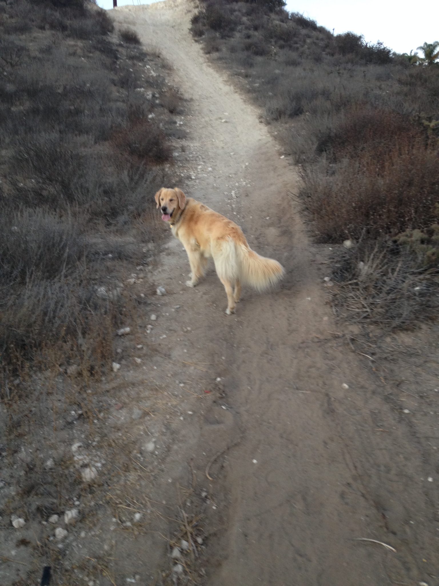 Canyons are great places  for humans and pets to enjoy nature! Here's our Program Assistant Barbara's dog Wiley on a walk in Rice Canyon.