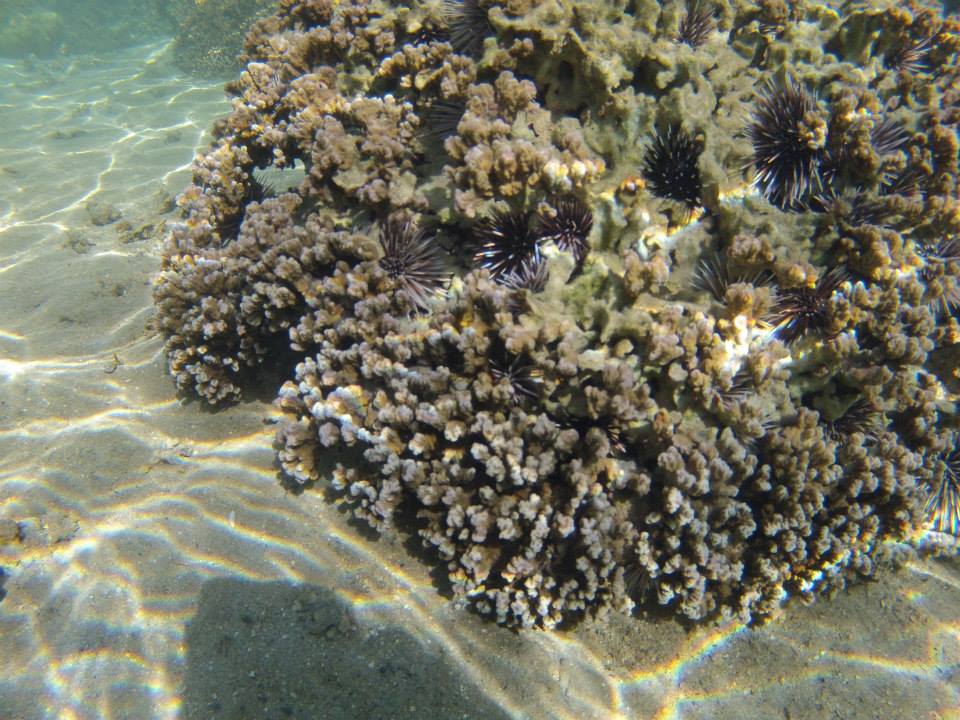 coral and sea urchins