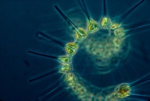 One Phytoplankton microorganism 